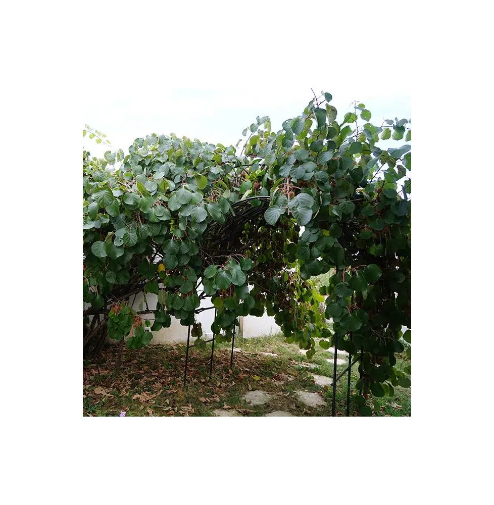 Pépinières Français PF_Kiwi-femel9 Kiwi femelle 'Kiwidoo®' - actinidia chinensis