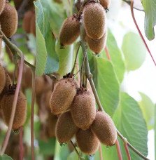 Pépinières Français PF_Kiwi-femel9 Kiwi femelle 'Kiwidoo®' - actinidia chinensis