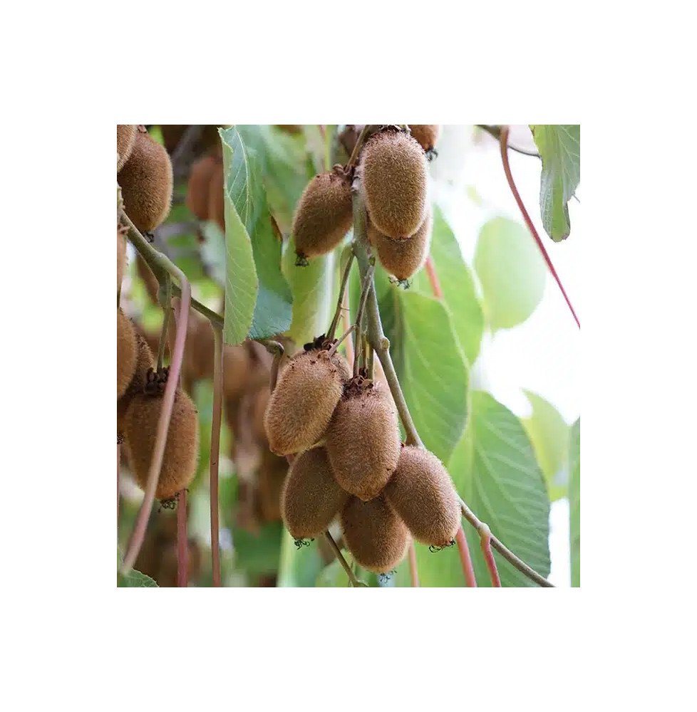 Pépinières Français PF_Kiwi-femel9 Kiwi femelle 'Kiwidoo®' - actinidia chinensis