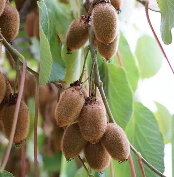 Pépinières Français PF_Kiwi-femel9 Kiwi femelle 'Kiwidoo®' - actinidia chinensis