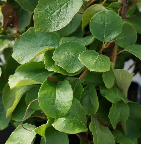 Pépinières Français PF_Kiwi-mâle Kiwi mâle 'Golden Delight' - actinidia chinensis