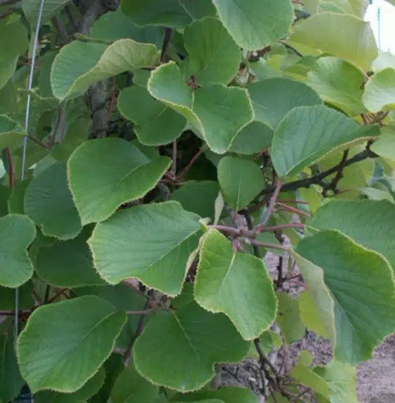 Pépinières Français PF_Kiwi-mâle5 Kiwi mâle 'Tomuri' - actinidia mâle