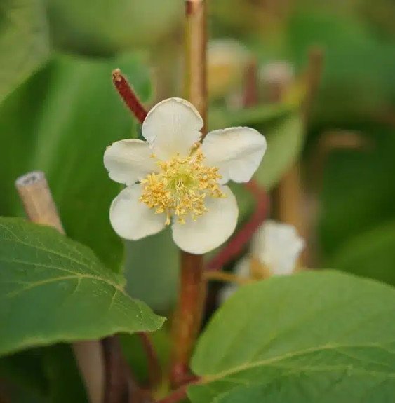 Pépinières Français PF_Kiwi-mâle0 Kiwi mâle - actinidia deliciosa