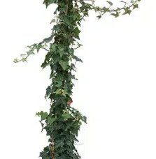 Pépinières Français PF_Lierre-com9 Lierre commun ‘Sagittifolia’ - hedera helix