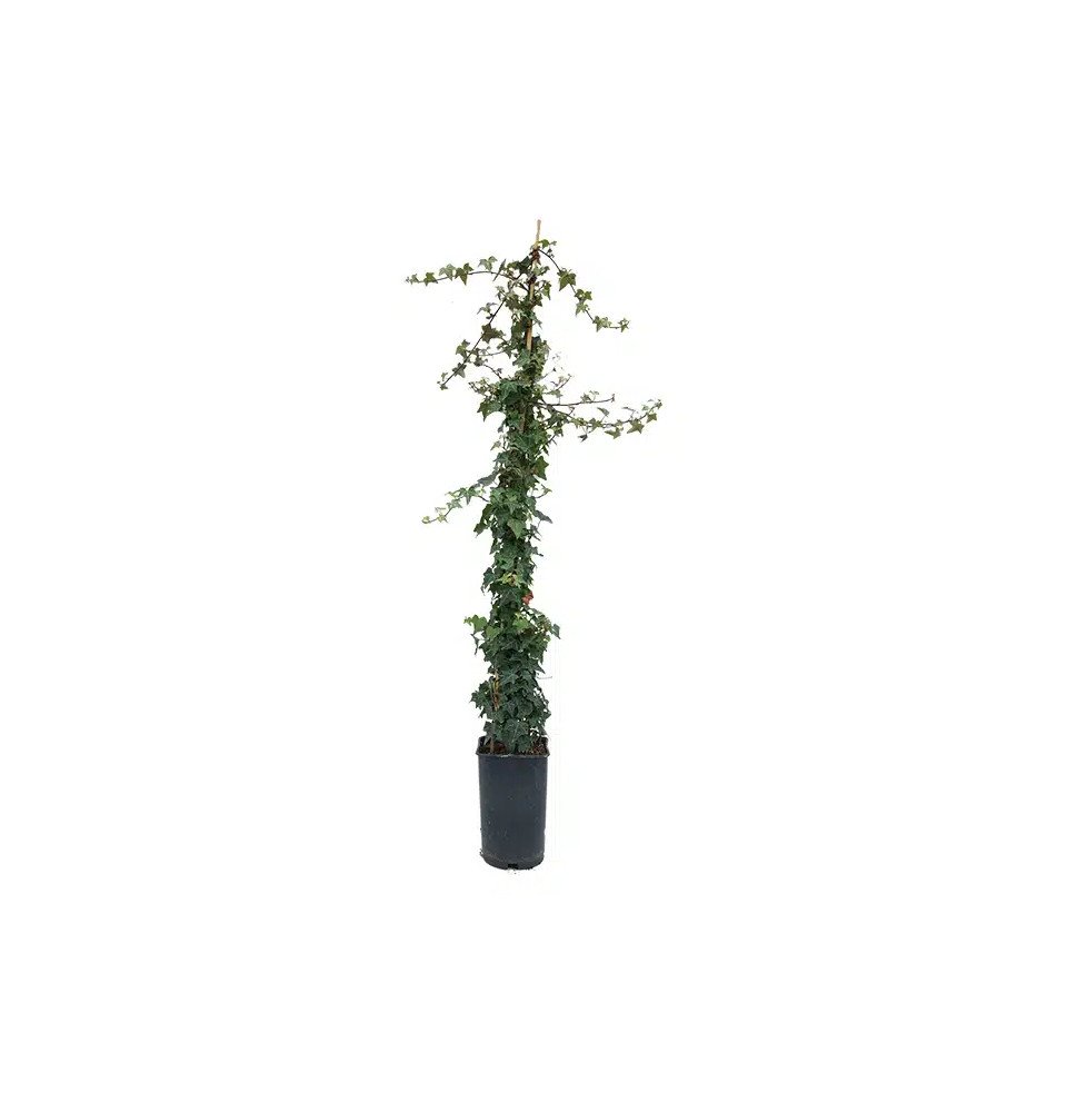 Pépinières Français PF_Lierre-com9 Lierre commun ‘Sagittifolia’ - hedera helix
