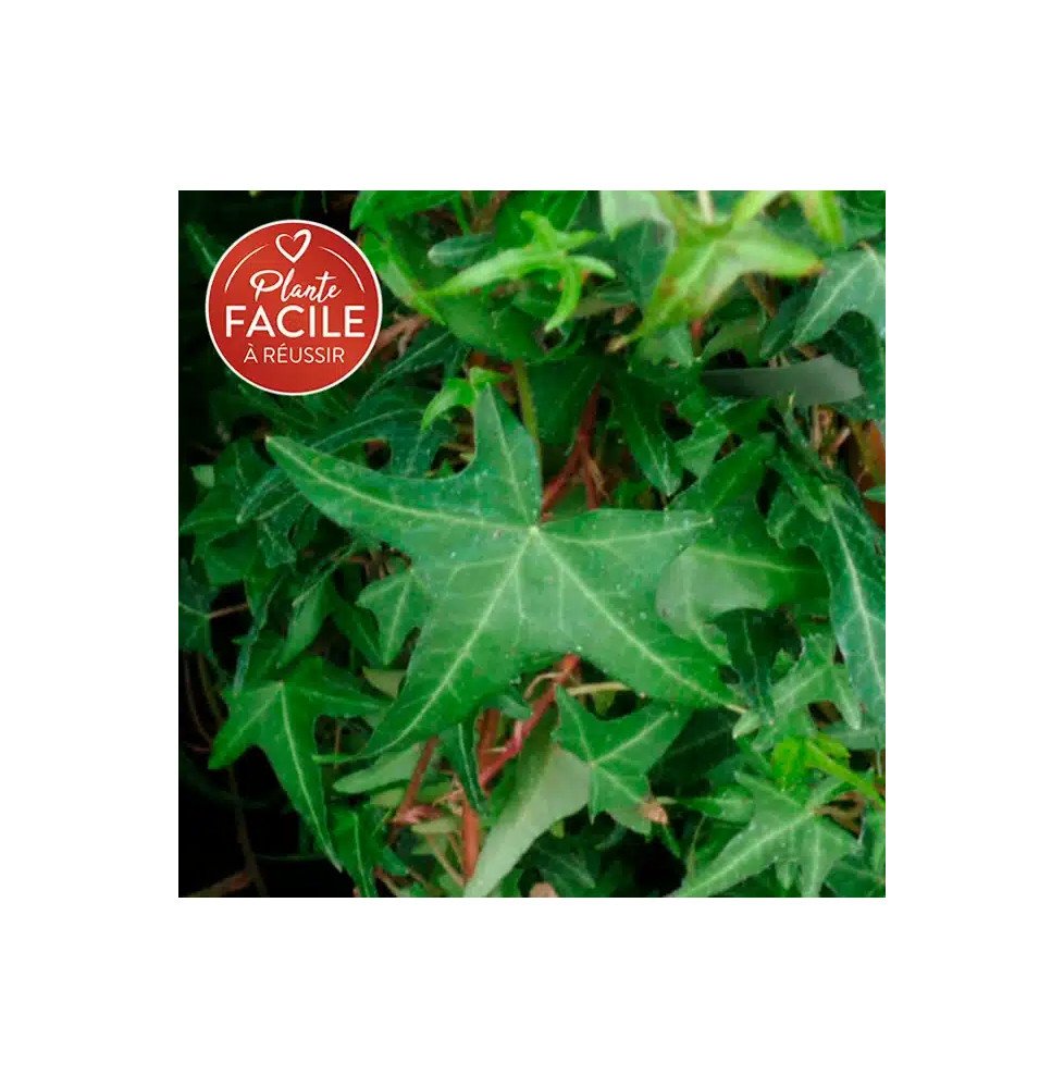 Pépinières Français PF_Lierre-com9 Lierre commun ‘Sagittifolia’ - hedera helix