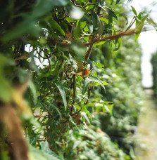 Pépinières Français PF_Lierre-com9 Lierre commun ‘Sagittifolia’ - hedera helix