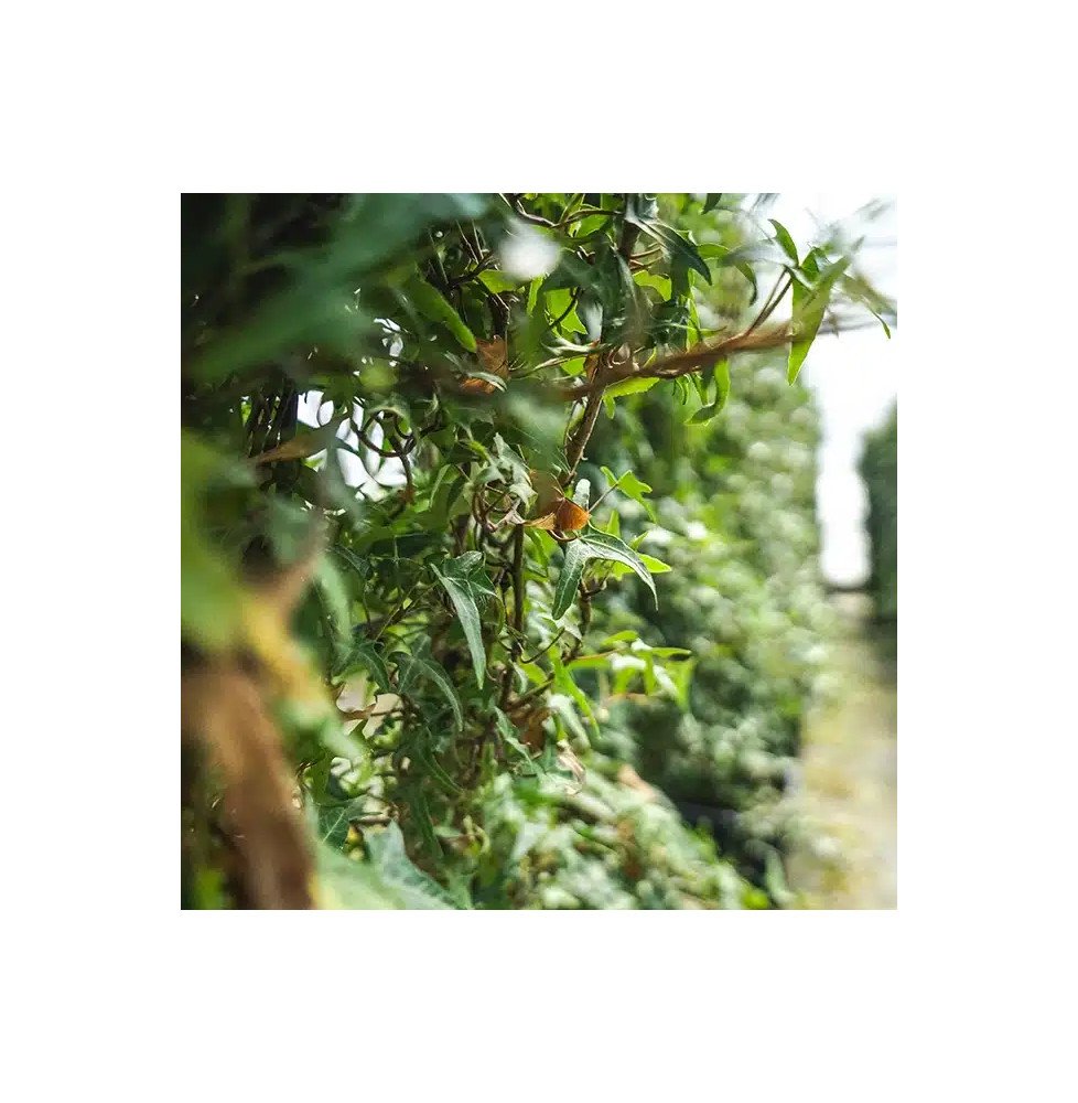 Pépinières Français PF_Lierre-com9 Lierre commun ‘Sagittifolia’ - hedera helix