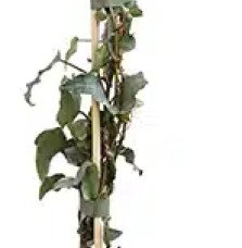 Pépinières Français PF_Lierre-des Lierre des bois 'Glacier' - hedera helix