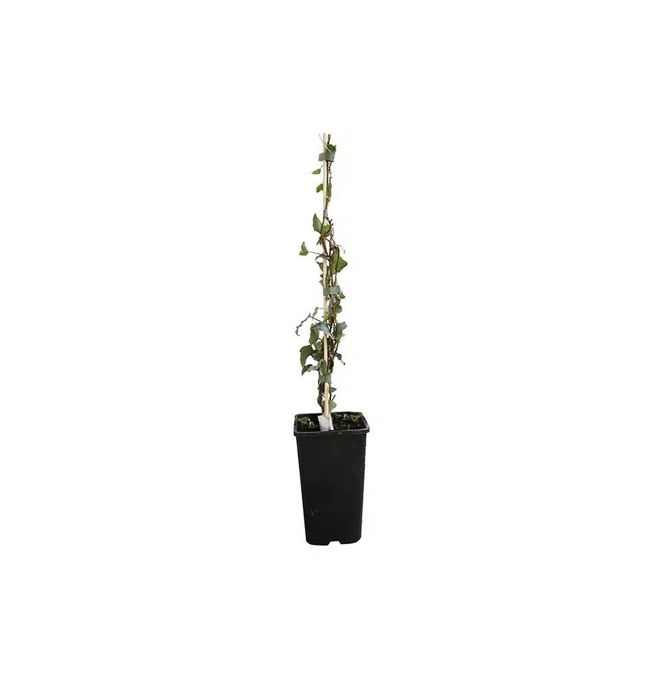 Pépinières Français PF_Lierre-des Lierre des bois 'Glacier' - hedera helix