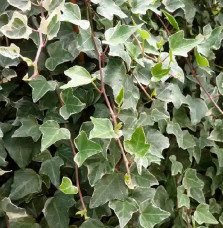Pépinières Français PF_Lierre-des Lierre des bois 'Glacier' - hedera helix