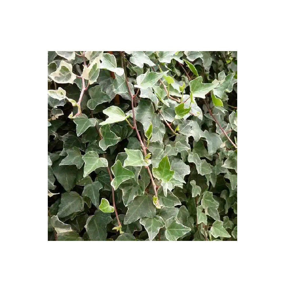 Pépinières Français PF_Lierre-des Lierre des bois 'Glacier' - hedera helix