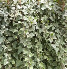 Pépinières Français PF_Lierre-des Lierre des bois 'Glacier' - hedera helix