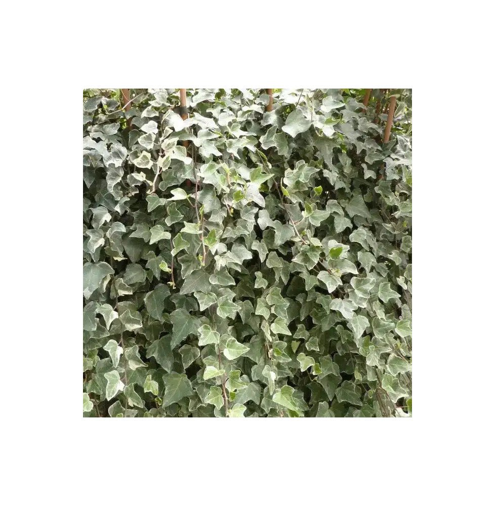 Pépinières Français PF_Lierre-des Lierre des bois 'Glacier' - hedera helix