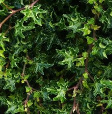 Pépinières Français PF_Lierre-des3 Lierre des bois 'Ivalace' - hedera helix