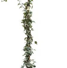 Pépinières Français PF_Lierre-des30 Lierre des bois 'Little Diamond' - hedera helix