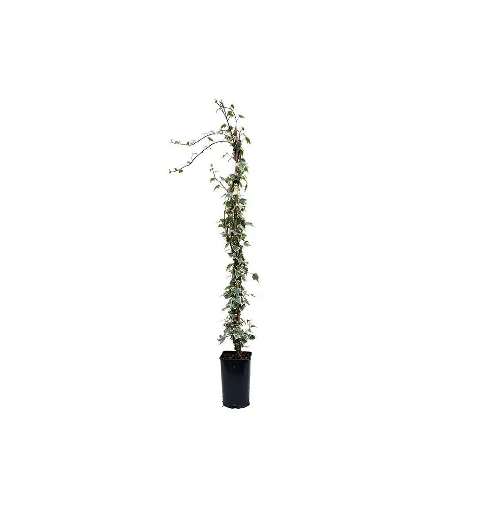 Pépinières Français PF_Lierre-des30 Lierre des bois 'Little Diamond' - hedera helix