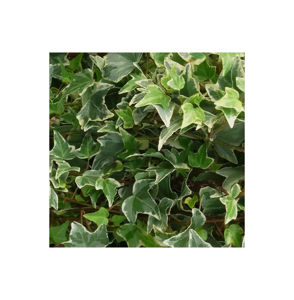 Pépinières Français PF_Lierre-des30 Lierre des bois 'Little Diamond' - hedera helix