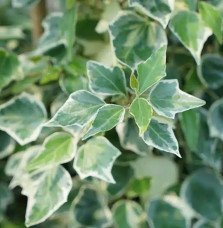Pépinières Français PF_Lierre-des30 Lierre des bois 'Little Diamond' - hedera helix