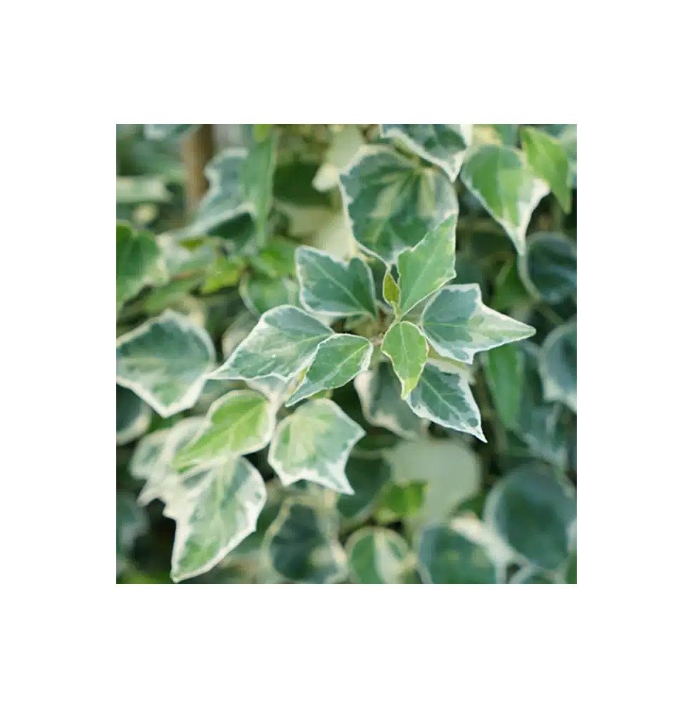 Pépinières Français PF_Lierre-des30 Lierre des bois 'Little Diamond' - hedera helix