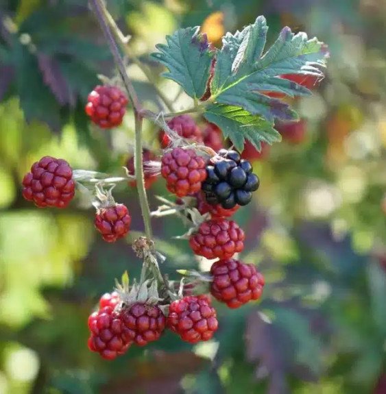 Pépinières Français PF_Mûre-Géant Mûre 'Géante des jardins' - rubus fruticosus