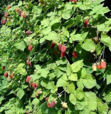 Pépinières Français PF_Mûre-framb Mûre-framboise 'Loganberry' - rubus