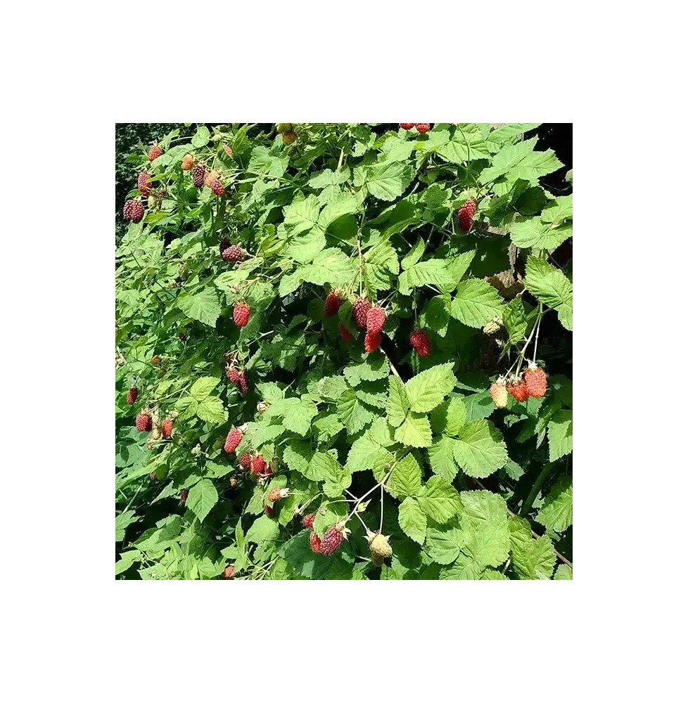 Pépinières Français PF_Mûre-framb Mûre-framboise 'Loganberry' - rubus