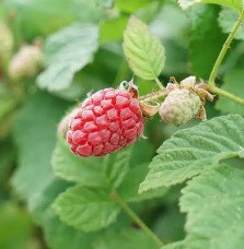Pépinières Français PF_Mûre-framb Mûre-framboise 'Loganberry' - rubus