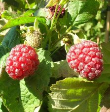 Pépinières Français PF_Mûre-framb Mûre-framboise 'Loganberry' - rubus