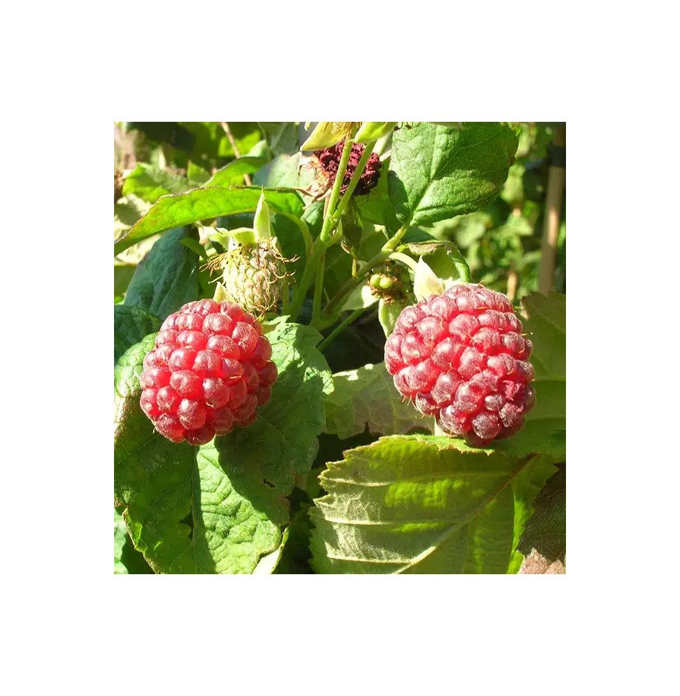 Pépinières Français PF_Mûre-framb Mûre-framboise 'Loganberry' - rubus