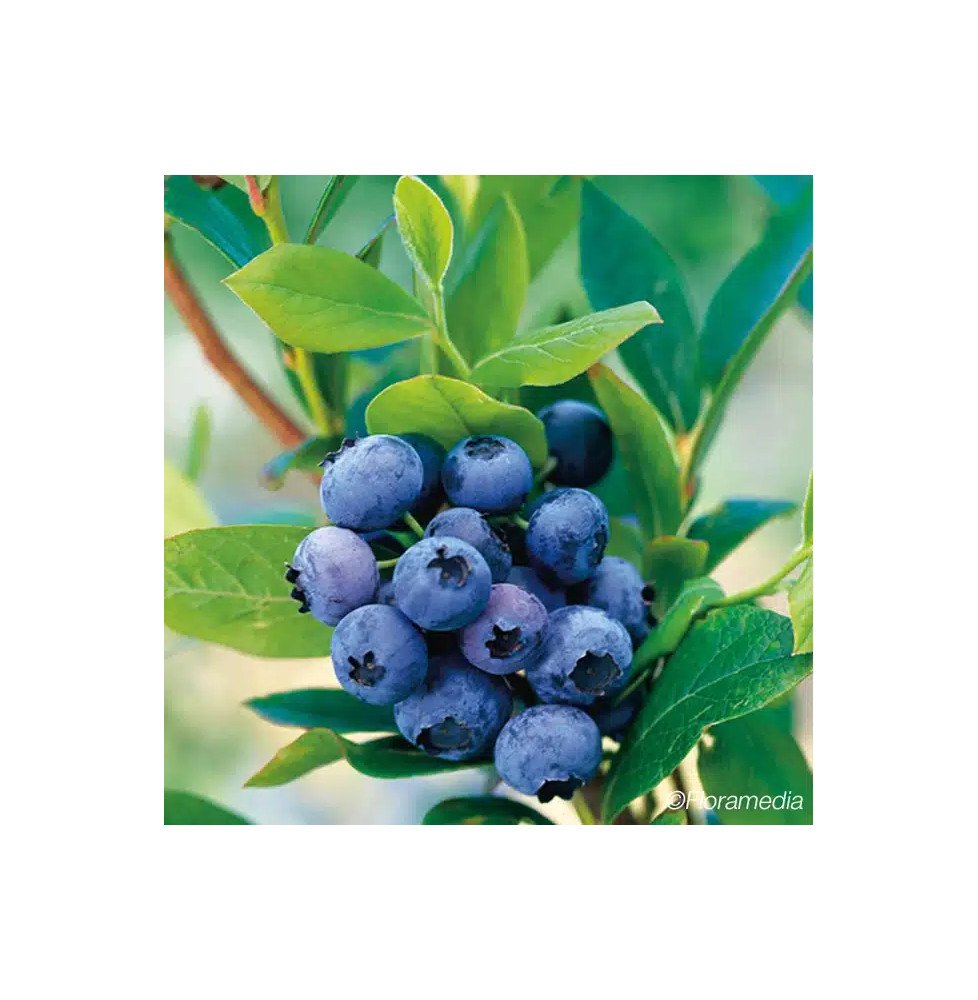 Pépinières Français PF_Myrtille-G Myrtille 'Goldtraube' - vaccinium corymbosum