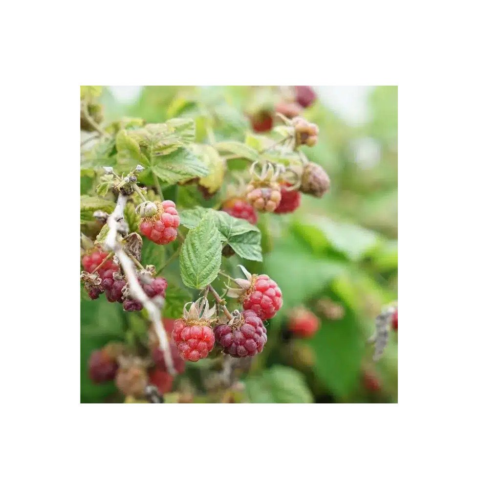 Pépinières Français PF_Myrtille-G Myrtille 'Goldtraube' - vaccinium corymbosum
