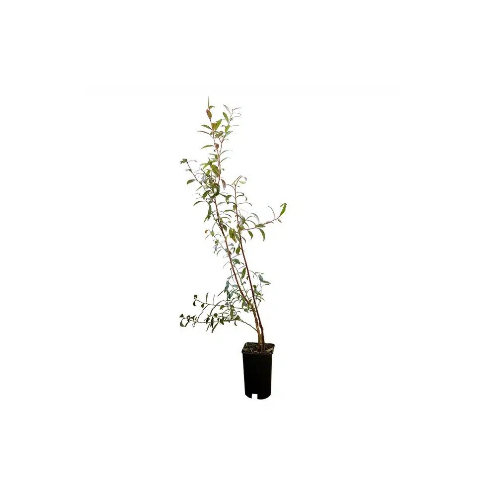 Pépinières Français PF_Myrtille-P Myrtille 'Pink Lemonade®' - vaccinium corymbosum