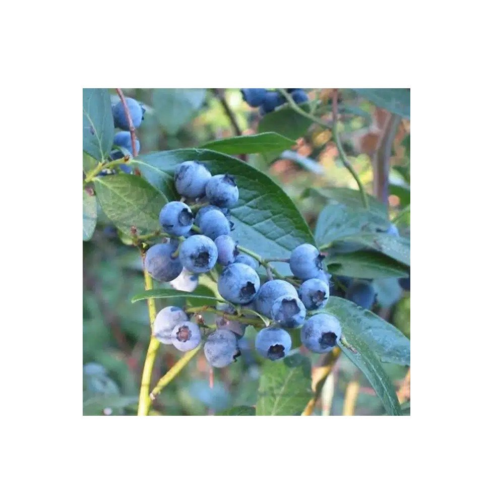 Pépinières Français PF_Myrtille-a0 Myrtille arbustive 'Blue Crop' - vaccinium corymbosum