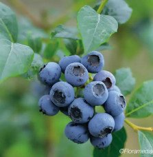 Pépinières Français PF_Myrtille-a0 Myrtille arbustive 'Blue Crop' - vaccinium corymbosum