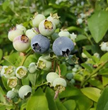 Pépinières Français PF_Myrtille-a3 Myrtille arbustive ‘Hardy Blue’ - vaccinium corymbosum