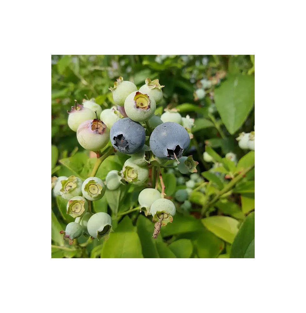 Pépinières Français PF_Myrtille-a3 Myrtille arbustive ‘Hardy Blue’ - vaccinium corymbosum