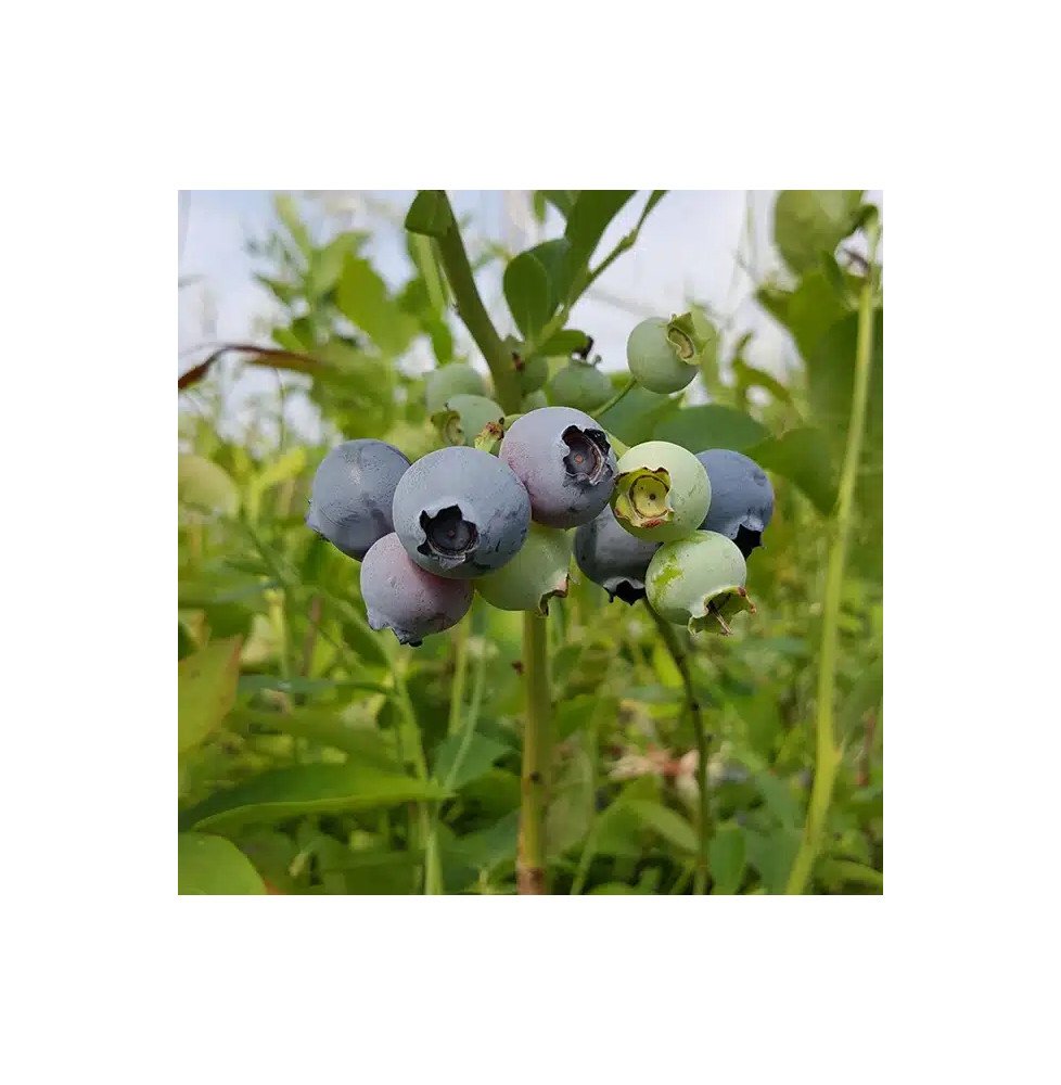 Pépinières Français PF_Myrtille-a09 Myrtille arbustive ‘Ivanhoé’ - vaccinium corymbosum