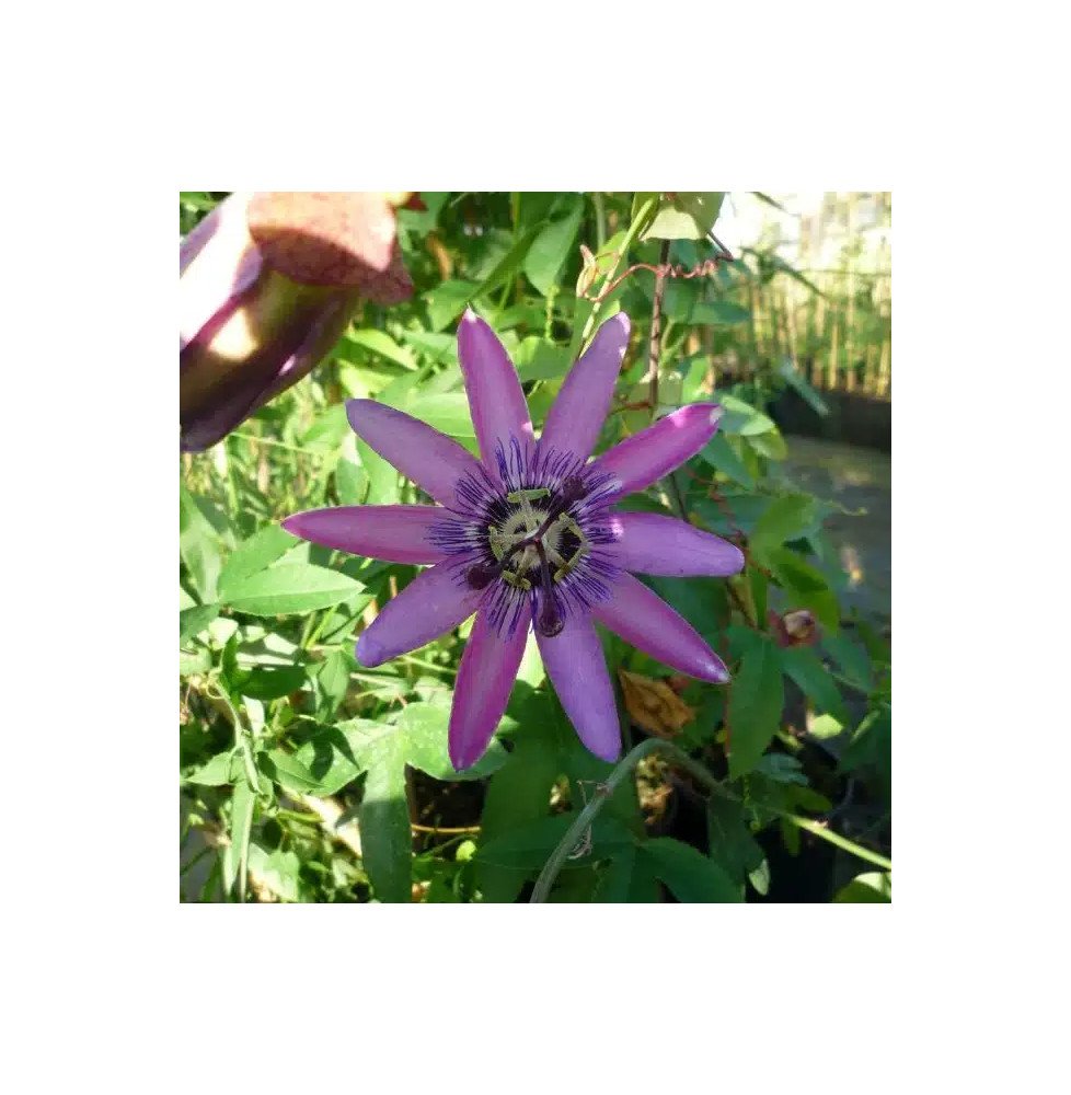 Pépinières Français PF_Passiflore Passiflore "Lavender Lady" - Passiflora