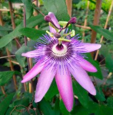 Pépinières Français PF_Passiflore Passiflore "Lavender Lady" - Passiflora