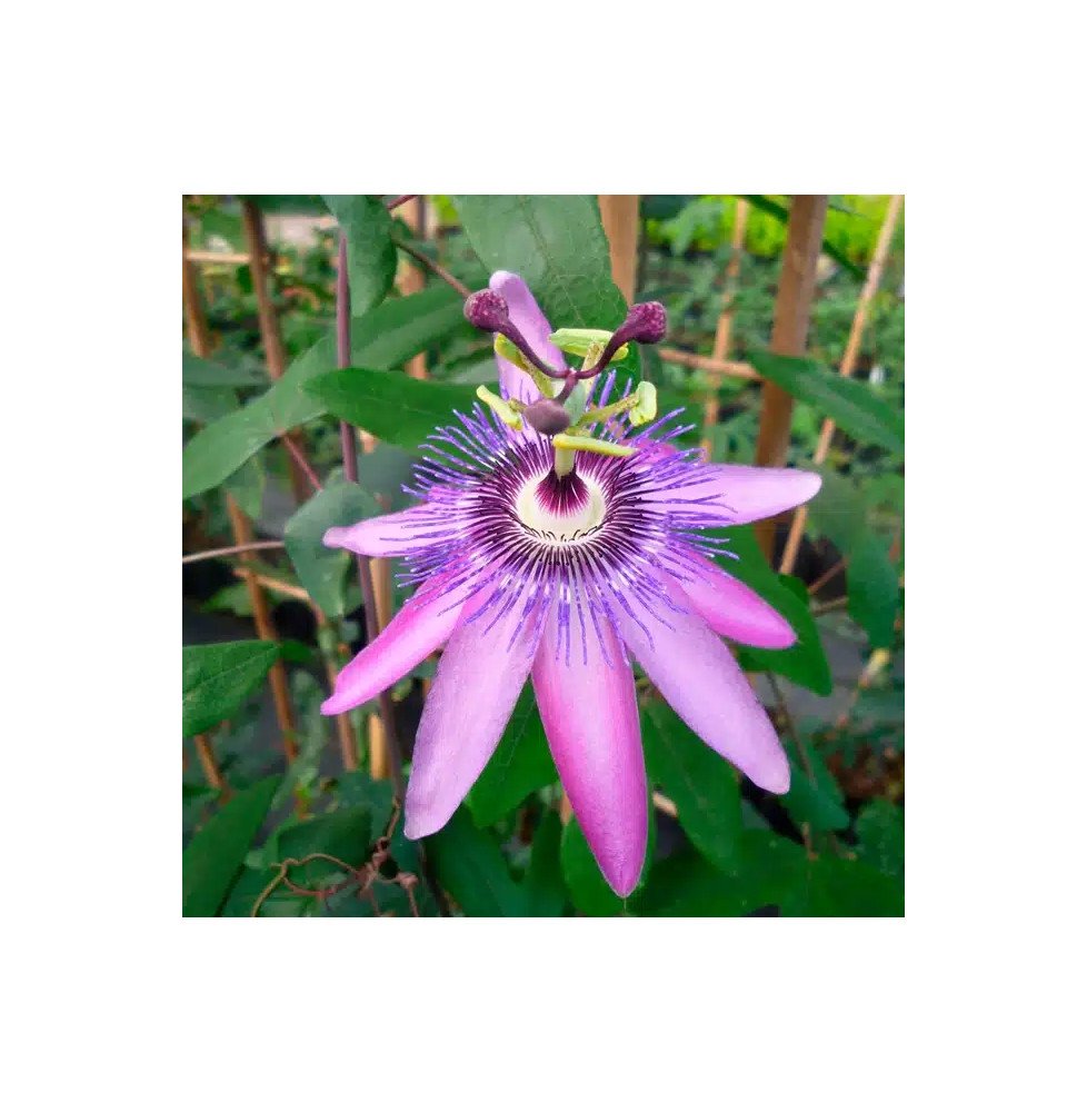 Pépinières Français PF_Passiflore Passiflore "Lavender Lady" - Passiflora