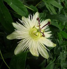 Pépinières Français PF_Passiflore12 Passiflore 'Constance Elliot' - passiflora caerulea