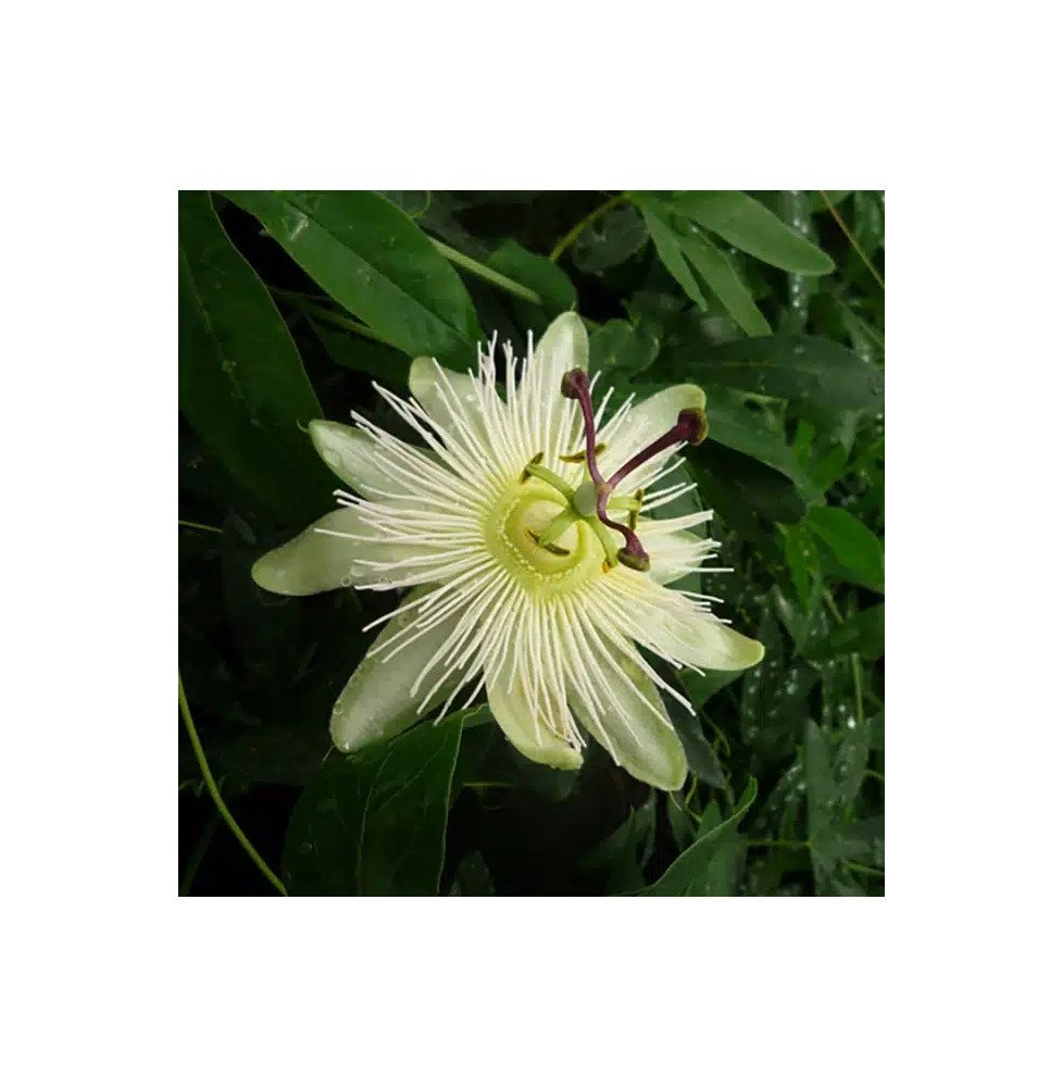 Pépinières Français PF_Passiflore12 Passiflore 'Constance Elliot' - passiflora caerulea