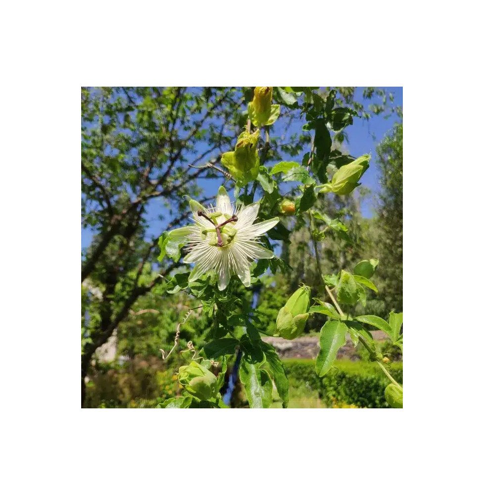 Pépinières Français PF_Passiflore12 Passiflore 'Constance Elliot' - passiflora caerulea