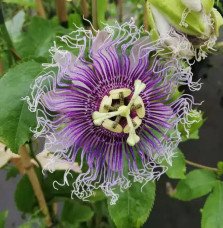 Pépinières Français PF_Passiflore70 Passiflore 'Edulis' - Grenadille - passiflora