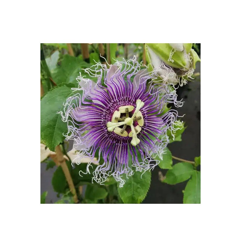 Pépinières Français PF_Passiflore70 Passiflore 'Edulis' - Grenadille - passiflora