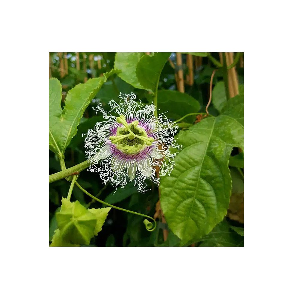 Pépinières Français PF_Passiflore70 Passiflore 'Edulis' - Grenadille - passiflora