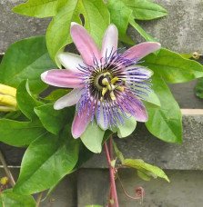 Pépinières Français PF_Passiflore6 Passiflore 'Perfume Passion' PBR - passiflora x belotii