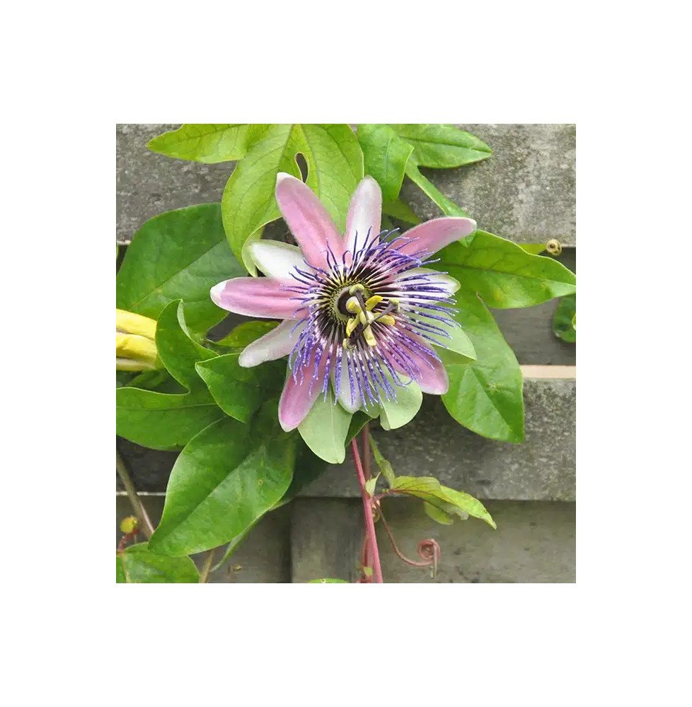 Pépinières Français PF_Passiflore6 Passiflore 'Perfume Passion' PBR - passiflora x belotii