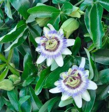 Pépinières Français PF_Passiflore75 Passiflore bleue - passiflora caerulea